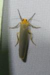 Manulea complana
