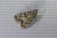 Eudonia mercurella