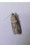 Acrobasis consociella