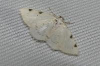 Lomographa bimaculata