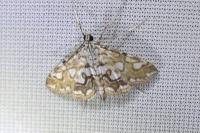 Elophila nymphaeata