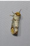 Phalera bucephala