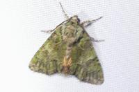 Polyphaenis sericata