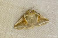 Habrosyne pyritoides