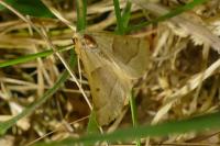 Crocallis elinguaria