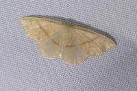 Cyclophora punctaria