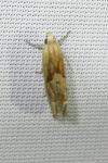 Eucosma cana