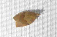 Pandemis heparana