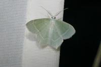 Jodis lactearia