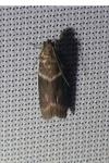 Cryptoblabes bistriga