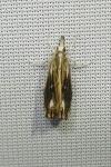 Catoptria verellus
