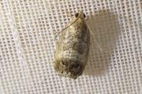 Cydia splendana