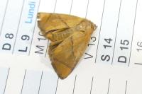 Apoda limacodes
