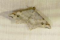 Macaria alternata