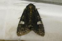 Melanchra persicariae