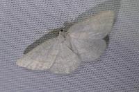 Cabera exanthemata