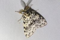 Lymantria monacha