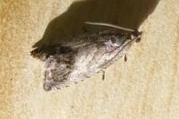 Cydia splendana