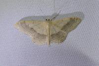 Idaea aversata