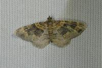 Xanthorhoe ferrugata