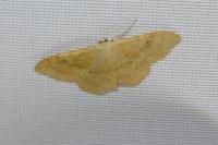 Idaea rubraria