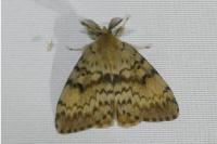 Lymantria dispar