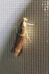 Cryptoblabes bistriga