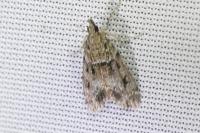 Eudonia mercurella