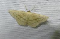 Scopula nigropunctata