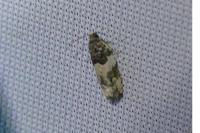 Gypsonoma dealbana