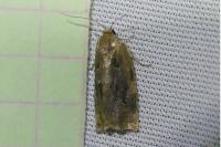 Archips xylosteana