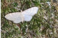 Idaea fuscovenosa