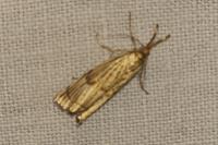 Chrysocrambus linetella