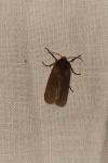 Phragmatobia fuliginosa