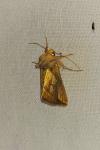 Plusia festucae