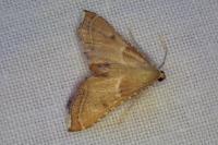 Endotricha flammealis