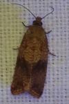 Celypha striana