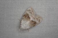 Meganola albula