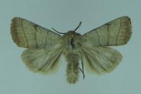 Charanyca trigrammica