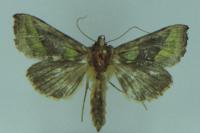 Diachrysia chrysitis