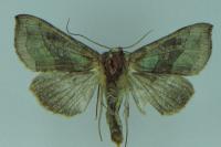 Diachrysia chrysitis
