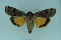 Noctua pronuba