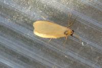 Wittia sororcula
