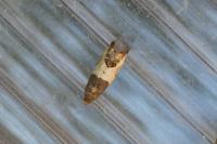 Spilonota ocellana