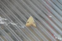 Rivula sericealis