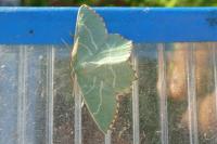 Thalera fimbrialis
