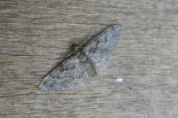 Gymnoscelis rufifasciata