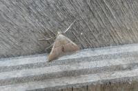 Endotricha flammealis