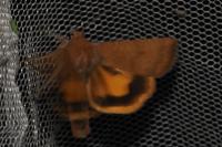 Noctua interjecta