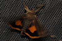Noctua janthe
